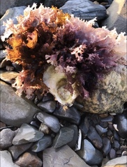 Chondrus