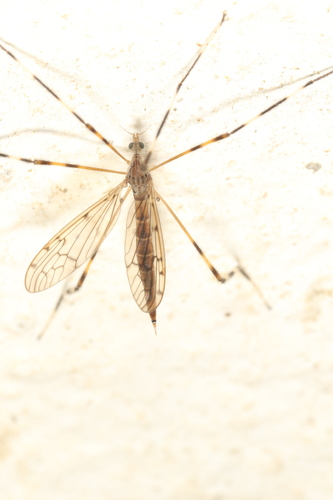 Lecteria mattogrossae