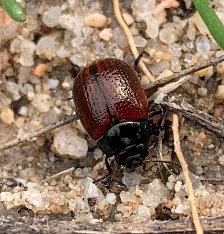 Chrysolina diluta