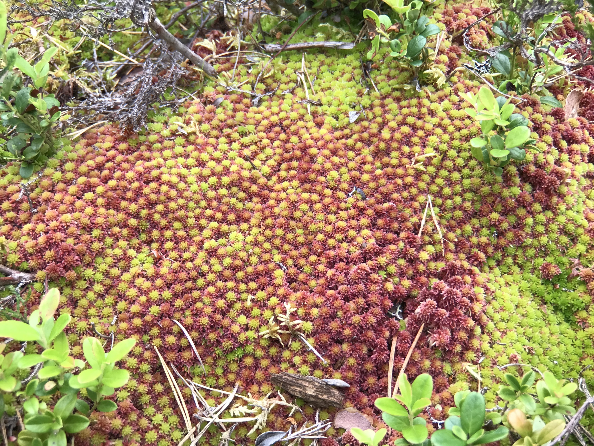 Sphagnum capillifolium