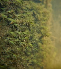 Fissidens fontanus
