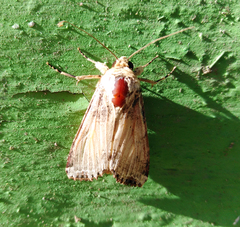 Noctuinae