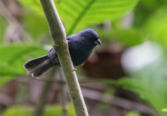 Blue Seedeater photo 3