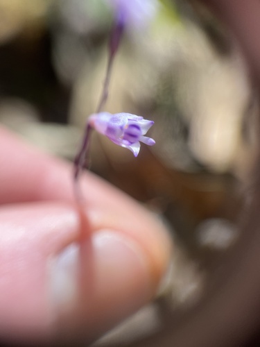 Image of Apteria aphylla by (c) Ian Talty, some rights reserved (CC BY)