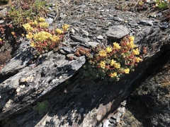 Sedum oregonense