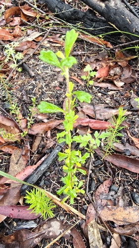 Image of Xanthosia tridentata by (c) Petra Holland, some rights reserved (CC BY)