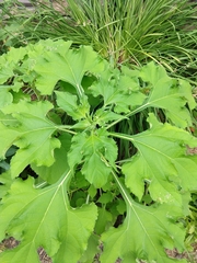 Tithonia rotundifolia