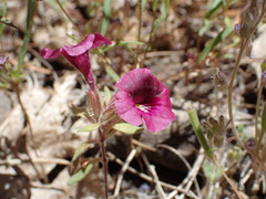 Diplacus constrictus