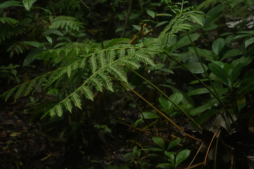 Pteris arborea