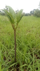 Tacca leontopetaloides