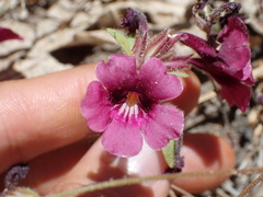 Diplacus constrictus