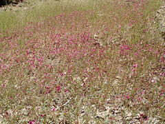 Diplacus constrictus