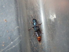 Platydracus rutilicauda