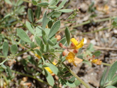 Acmispon decumbens decumbens