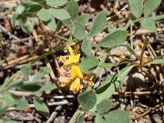 Acmispon decumbens decumbens