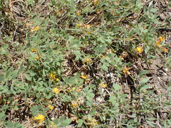Acmispon decumbens decumbens