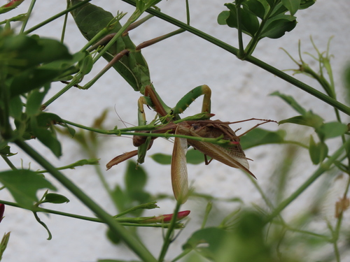 Giant African Mantis