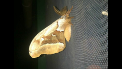 Antheraea oculea