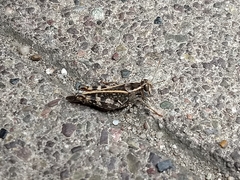Calliptamus italicus