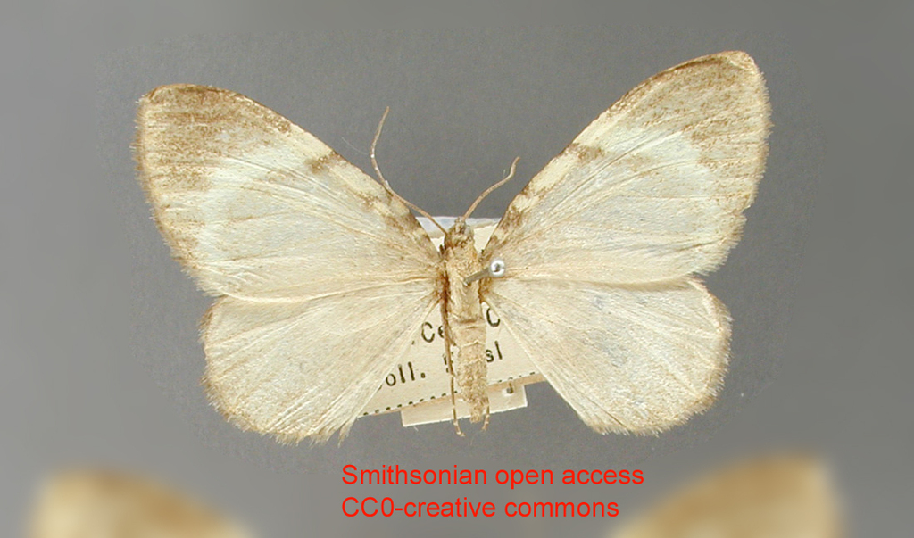 Hydriomena nipteriodes