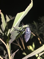 Julodis fimbriata lacunosa