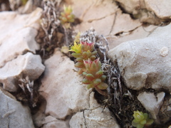 Sedum litoreum
