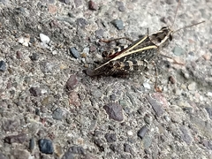 Calliptamus italicus