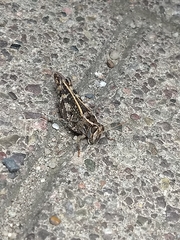 Calliptamus italicus