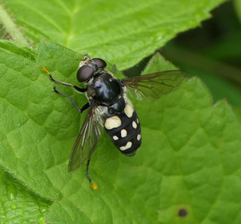 White-spotted Pond Fly