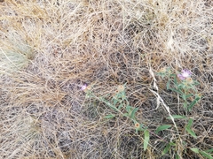 Centaurea trichocephala