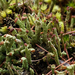 Cladonia simulata - Photo 由 aarongunnar 所上傳的 (c) aarongunnar，保留部份權利CC BY