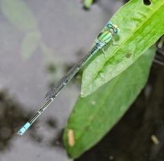 Pseudagrion decorum