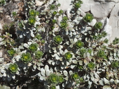 Thymelaea tartonraira tartonraira