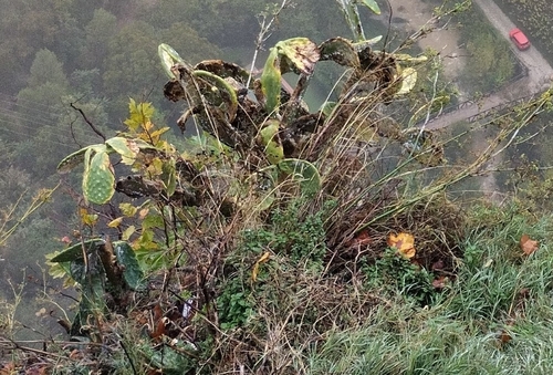 Avistamiento Chumbera (Opuntia ficus-indica)