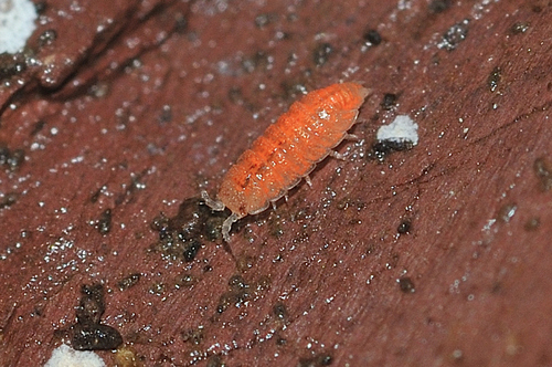 Oritoniscus bonneti