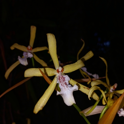 Image of Miltonia flavescens by (c) Patrícia Mees, some rights reserved (CC BY)