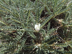 Astragalus tragacantha