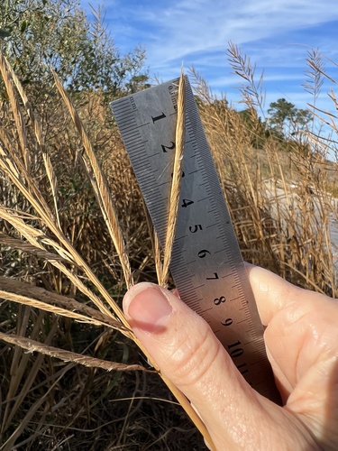 Image of Big Cordgrass (Sporobolus cynosuroides) by (c) Anne Parker, some rights reserved (CC BY)