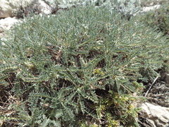 Astragalus tragacantha