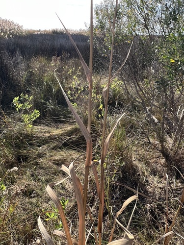 Image of Big Cordgrass (Sporobolus cynosuroides) by (c) Anne Parker, some rights reserved (CC BY)