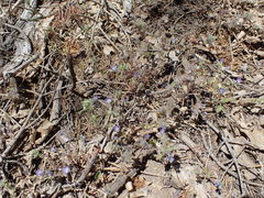 Phacelia davidsonii