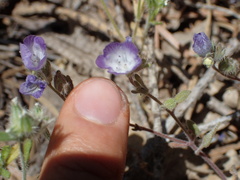 Phacelia davidsonii