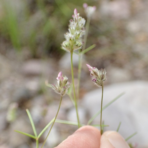 Image of Dalea filiformis by (c) Sue Carnahan, some rights reserved (CC BY)