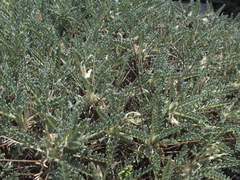 Astragalus tragacantha
