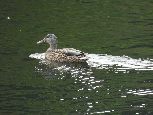 Canard colvert, femelle