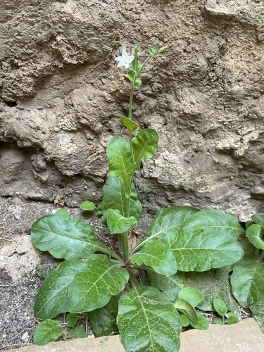 Image of Nicotiana repanda by (c) Bethany Harrison, some rights reserved (CC BY)