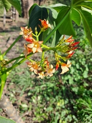 Jatropha macrocarpa