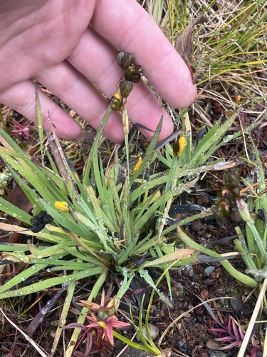 Image of Sisyrinchium californicum by (c) Noah How, some rights reserved (CC BY)