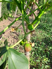 Jatropha macrocarpa, photograph Gabriel Reinoso Franchino, CC BY, iNaturalist via GBIF