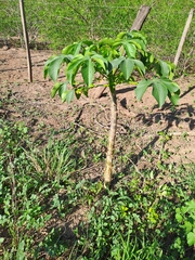 Jatropha macrocarpa, photograph Gabriel Reinoso Franchino, CC BY, iNaturalist via GBIF